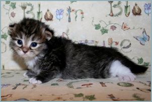 
Male Siberian Kitten from Deedlebug Siberians